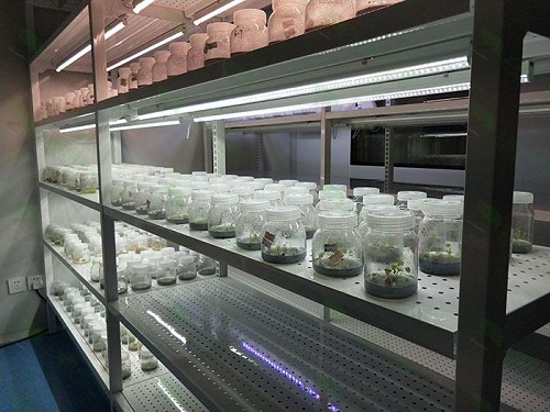 南澳植物组织培养实验室设计建设方案